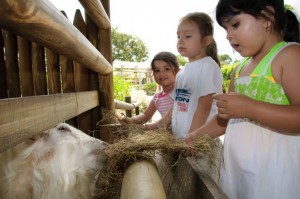 Consota - Granja de Noe   